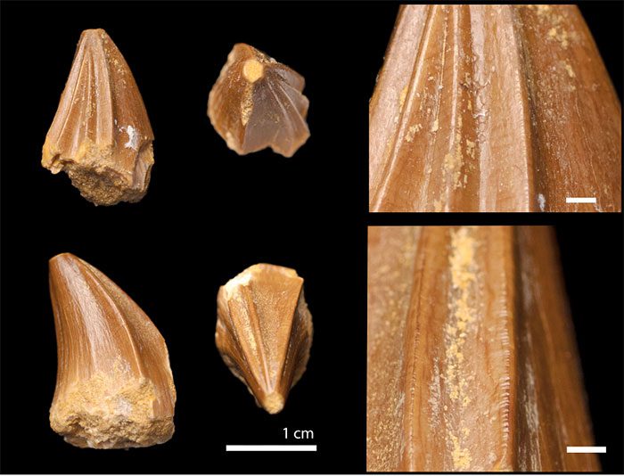 The screwdriver-shaped teeth of the newly discovered species.
