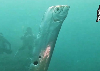 rare catfish video close to the sea 128765