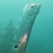 rare catfish video close to the sea 128765