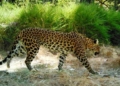 rare species of venomous snakes disappearing in cambodia 128314
