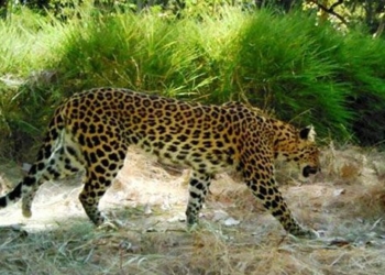 rare species of venomous snakes disappearing in cambodia 128314