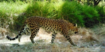 rare species of venomous snakes disappearing in cambodia 128314