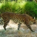 rare species of venomous snakes disappearing in cambodia 128314