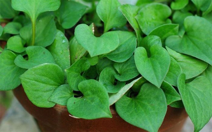 Fish Mint