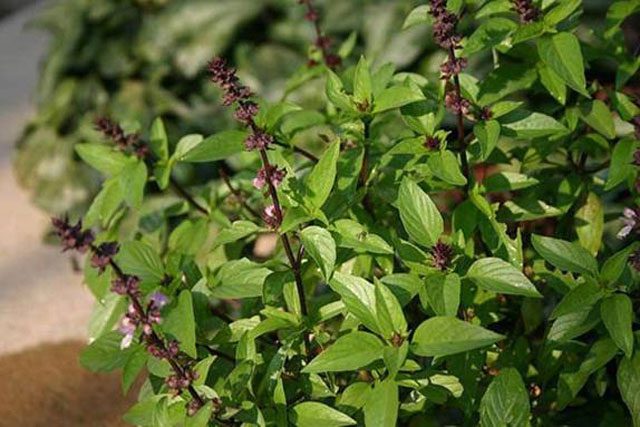 Basil
