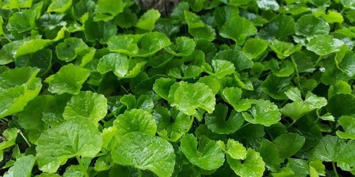 Centella Asiatica