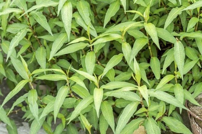 Vietnamese coriander is a popular herb among Vietnamese people.