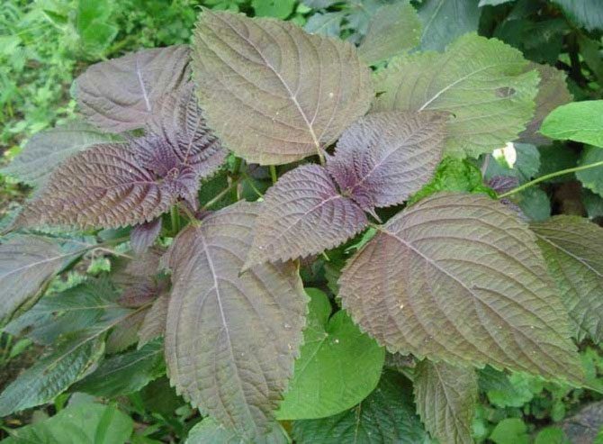 Perilla Leaves