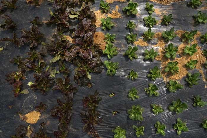 Lettuce and bok choy are grown with fertilizer from energy facilities.