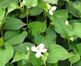 Fish mint
