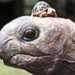 received 34 special rare turtle specimens from hong kong 5467