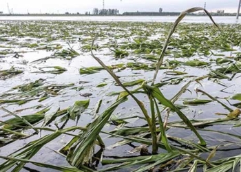 record floods submerge chinas rice fields raise concerns over food security 129124