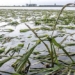 record floods submerge chinas rice fields raise concerns over food security 129124