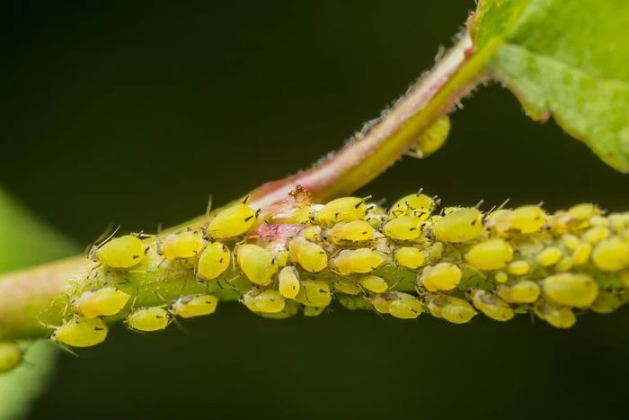 Stink bugs invade New York