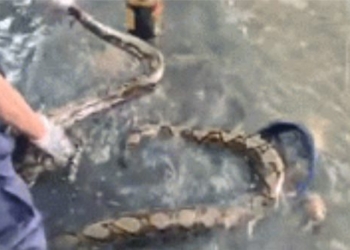 rescue giant catfish trapped in water canal 126999
