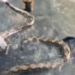 rescue giant catfish trapped in water canal 126999