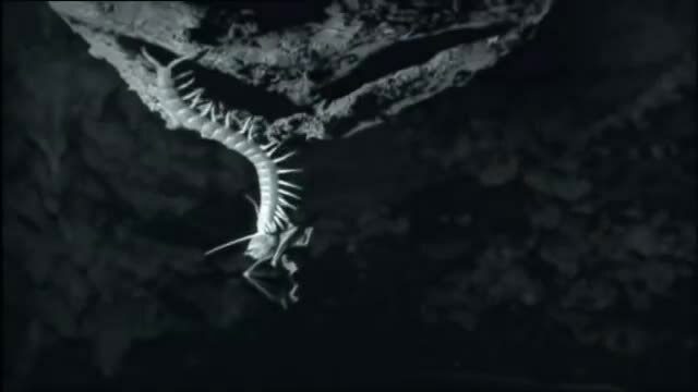 The giant millipede uses its last 5 pairs of legs to hang and grip the bat tightly