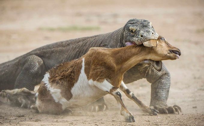 Komodo dragon bites young goat
