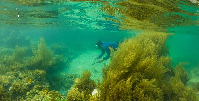 Adventurous visitors can kayak, snorkel, and hunt for seafood.