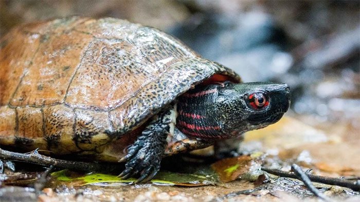 Beale's eyed turtles have fewer than 200 individuals remaining in Hong Kong.