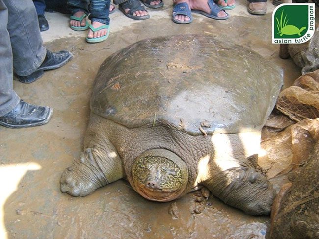Yangtze Giant Softshell Turtle at Dong Mo.