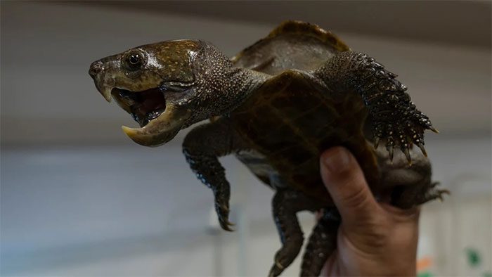 A big-headed turtle in the laboratory at Lingnan University in Hong Kong.