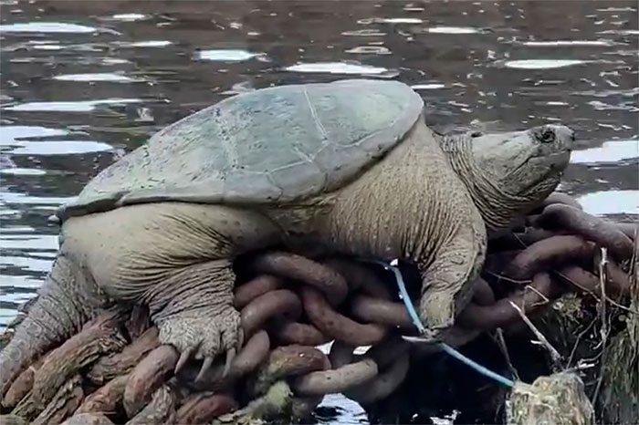 Images of Chonkosaurus gaining attention on social media.
