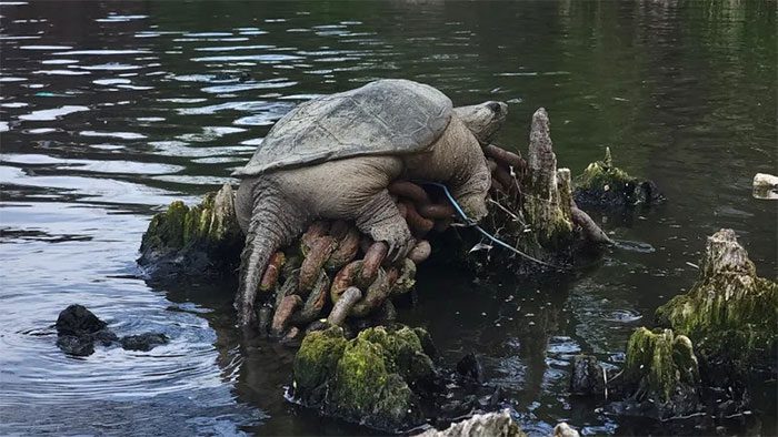  The giant alligator snapping turtle "Chonkosaurus" discovered in the Chicago River on May 5. 