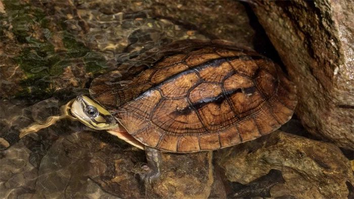 Golden turtles can be sold for up to hundreds of thousands of USD in the Hong Kong black market.
