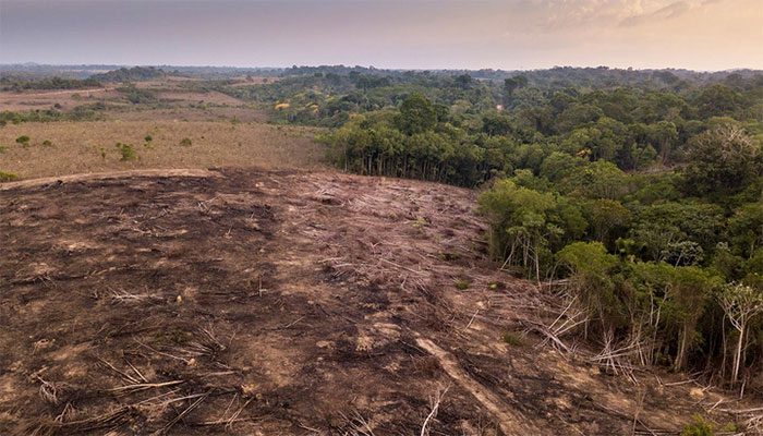 Devastated Amazon Rainforest