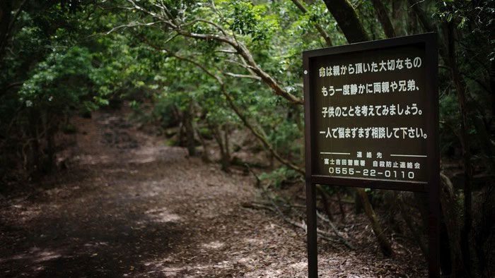 Aokigahara is a very ancient forest over 1,000 years old.