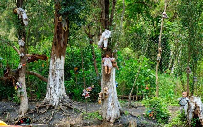 Dark and tragic images in Aokigahara.
