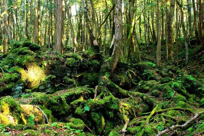 rung aokigahara 4