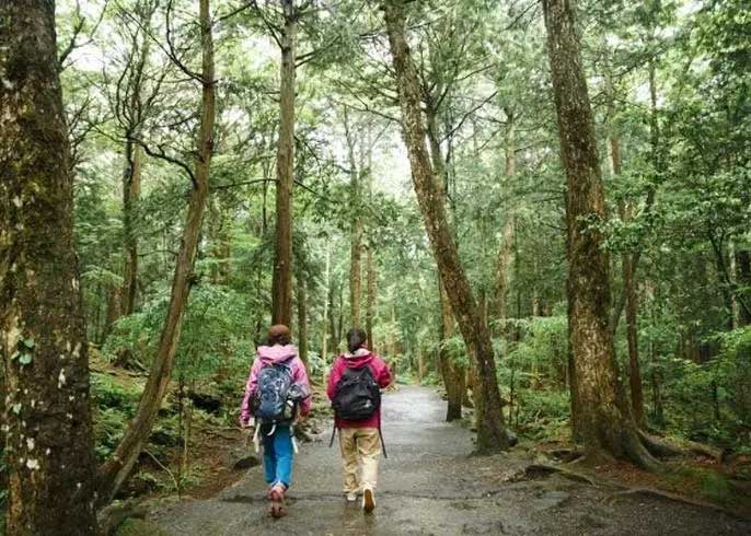 Aokigahara Forest is a beautiful natural sightseeing destination