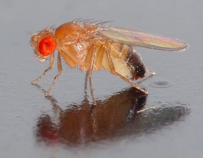 Fruit flies can "perceive death."