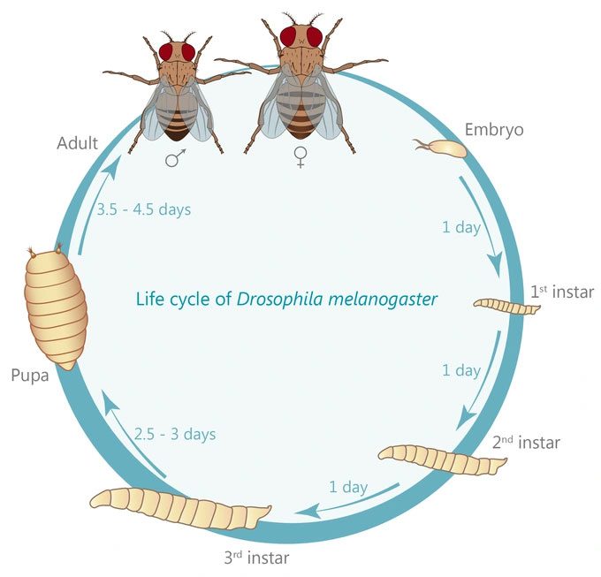 The life cycle of the fruit fly.