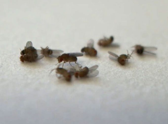 Fruit flies experience reduced lifespan when exposed to their dead kin.