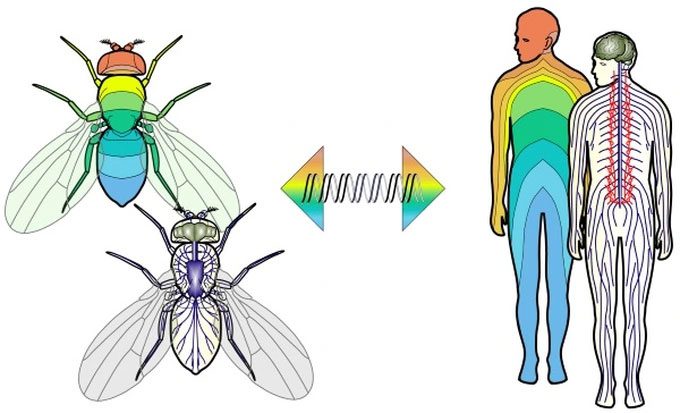 The gene sets of flies and humans share remarkable similarities.