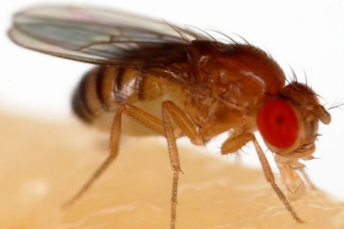 A fruit fly perched on a banana.