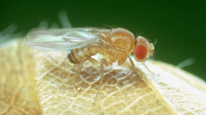 Fruit Flies