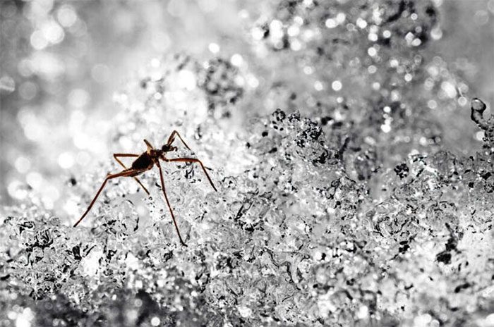 Snow Fly