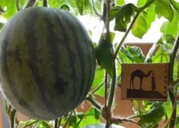 russian scientists in successful watermelon cultivation in the south pole 128982