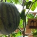 russian scientists in successful watermelon cultivation in the south pole 128982