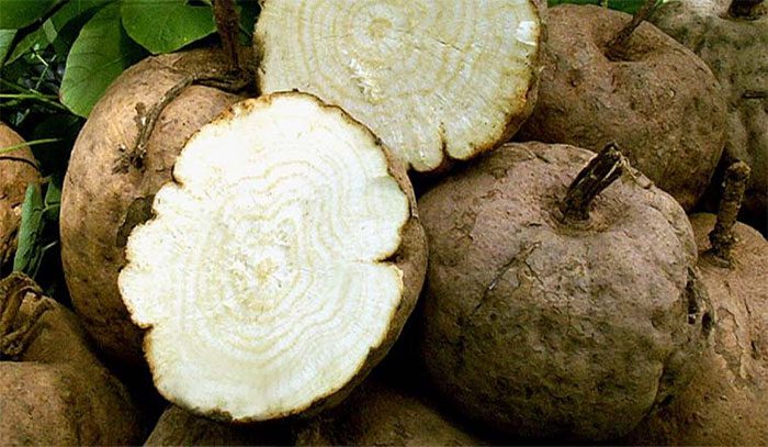The deoxymiroestrol compound found in Pueraria mirifica mimics estrogen in females.