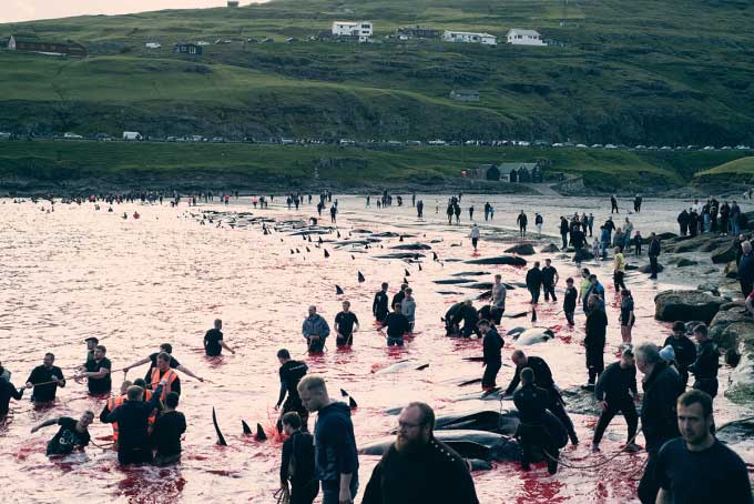 Dolphin hunters in Leynar, Faroe Islands on June 14.