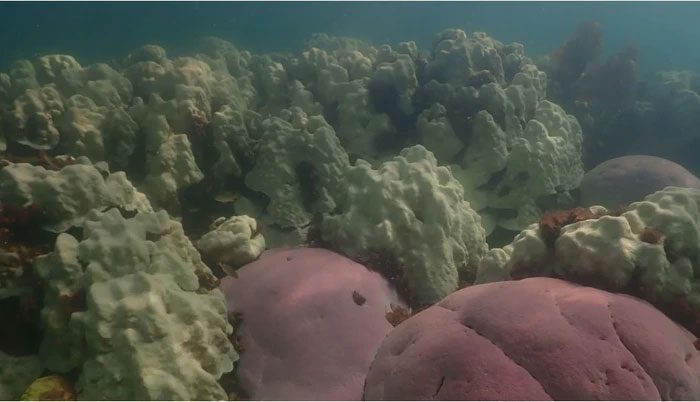 "Coral graveyard" in the Gulf of Florida.