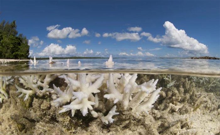 Warming oceans could kill coral