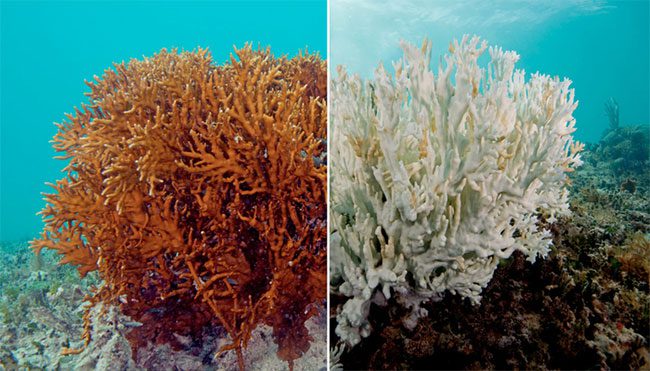 Warming oceans are bad news for coral reefs.