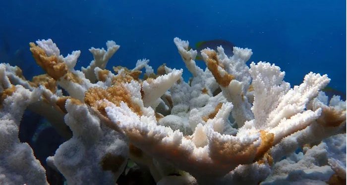 Coral bleaching due to hot weather.
