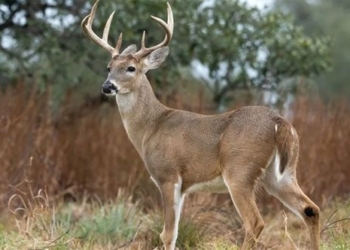 sars cov 2 virus transferred from deer to humans risk of pandemic return 128641